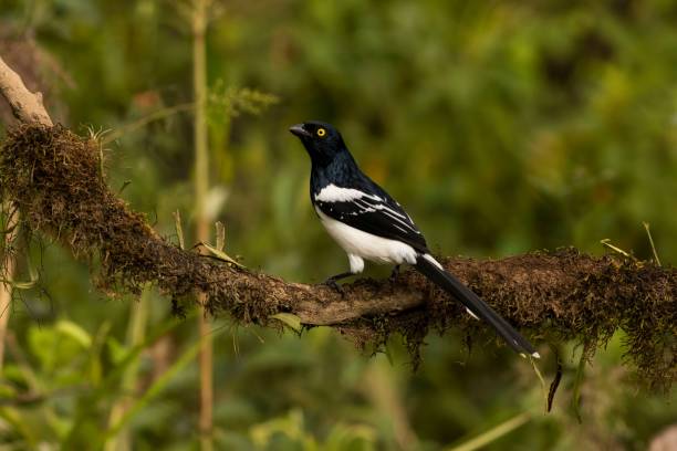 istock Magpie tanager perched on a tree branch surrounded by lush greenery 1497009763