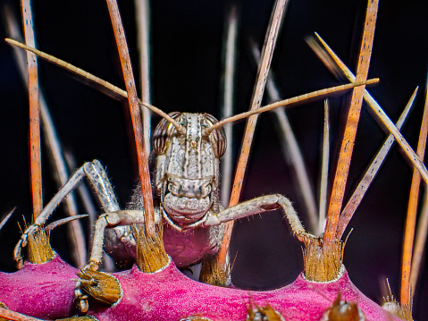 A grasshopper among the spines of a pink cactus, in Sonora Desert, Mexico.
