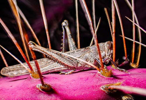 A grasshopper among the spines of a pink cactus, in Sonora Desert, Mexico.
