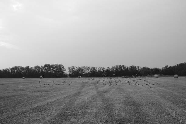 istock cultivated field with group of pigeons 1497012140