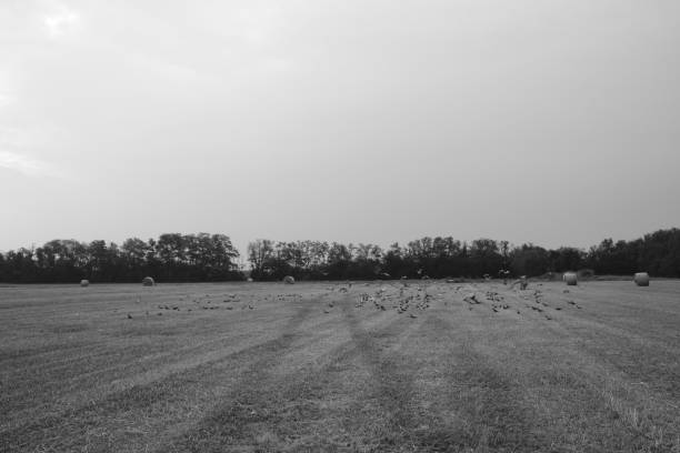 istock cultivated field with group of pigeons 1497012159