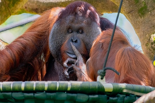 A mature orangutan perched on a hammock, contemplatively touching its finger to its lips