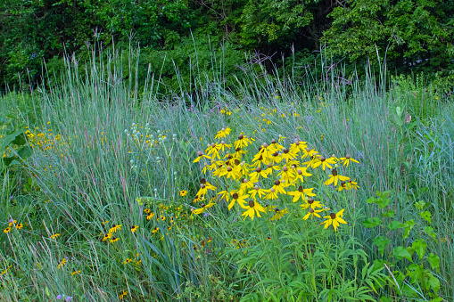 Wildfowers and Prairie Grass along a woods edge- Howard County, Indiana