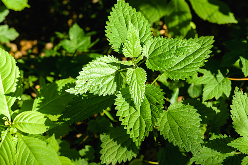 Macro photo of nettle plant, contrast photo of nettle in natural habitat. The sun's rays fall on the leaves