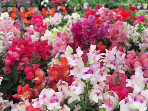 Beautiful Colourful Snapdragon Flowers In Springtime