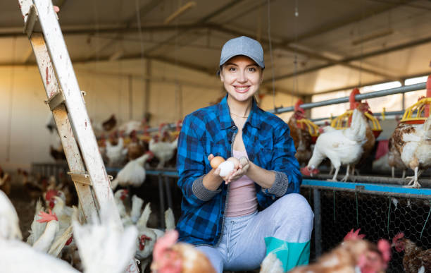 istock Smiling young female farmer picking fresh chicken eggs in coop 1497015332