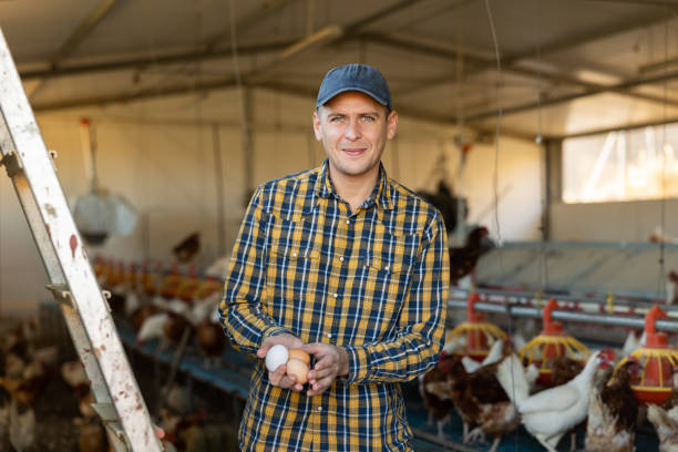 istock Successful farmer posing in chicken coop with eggs in hands 1497015343