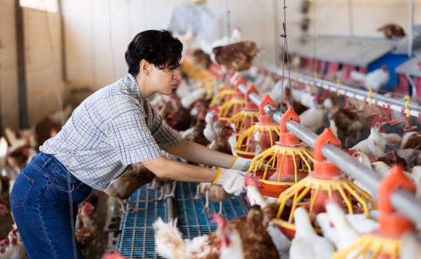 istock Hispanic female farmer installing feeders for chickens in coop 1497015371