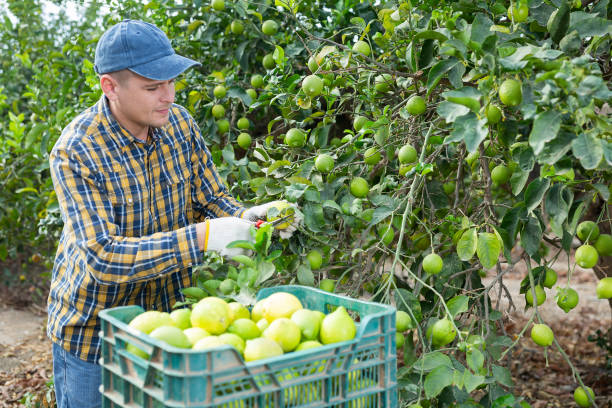 istock Busy young man farmer harvesting lemons in orchard 1497015389