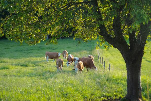 istock Cows at sunset. Cows graze at sunset. Cows graze on the green grass. Cows graze grass in a Bavarian meadow. Cows in the light of a golden sunset. 1497015424