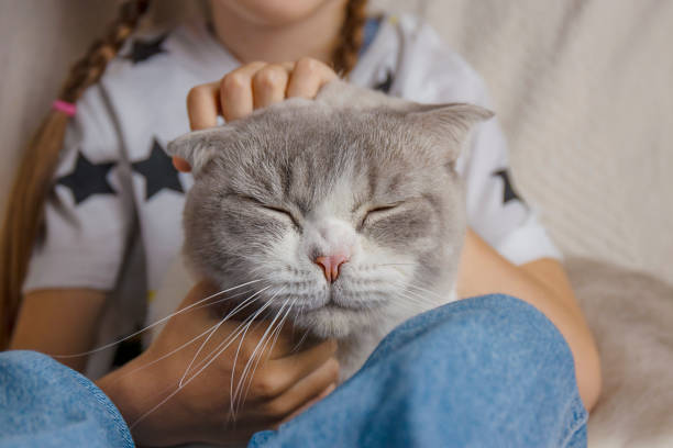 istock Child holding a cat in her arms 1497015626
