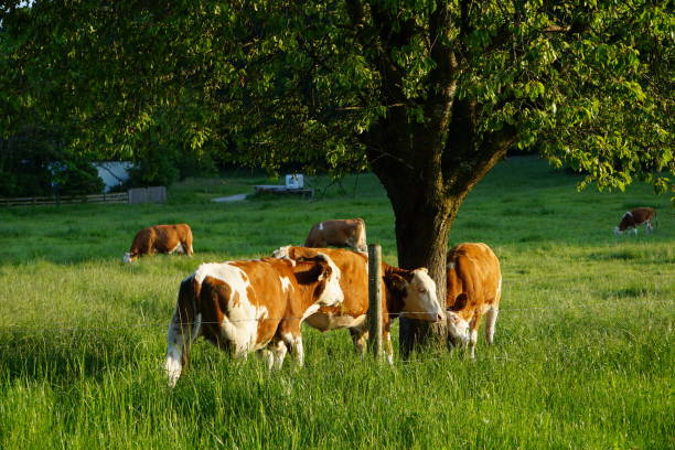 istock Cows at sunset. Cows graze at sunset. Cows graze on the green grass. Cows graze grass in a Bavarian meadow. Cows in the light of a golden sunset. 1497015700