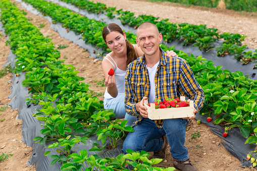 Couple of positive farm workers harvesting organic strawberry at a field on a sunny day