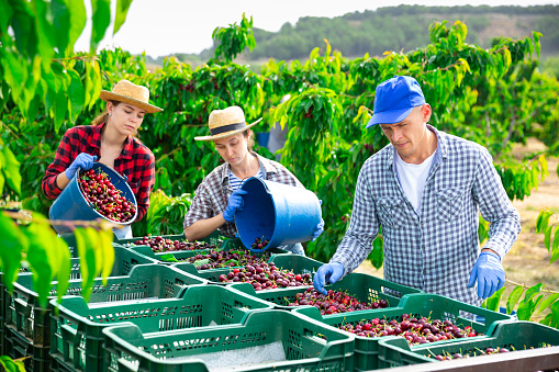 Farm workers harvesting sweet cherries in summer orchard, filling plastic boxes with gathered ripe berries