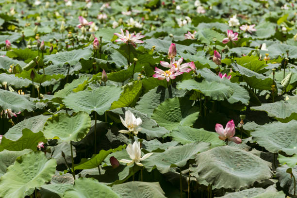 istock Water lilly in Wadi Bani Khalid 1497017394