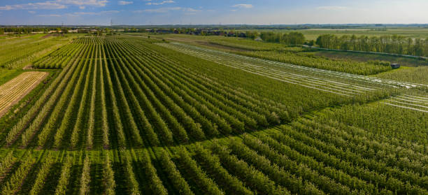 istock Top view on the long rows of apple trees at the orchard. Apple orchard lanted using modern gardening techniques. Aerial view of green garden plantation with protection structure. 1497018375