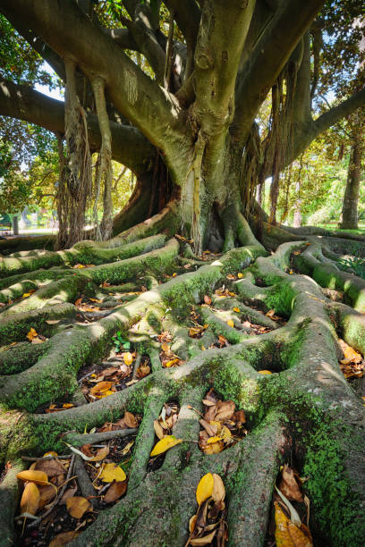 Exotic tree Ficus macrophylla Australian banyan fig tree trunk and buttress roots close up