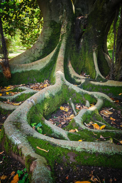 istock Ficus macrophylla trunk and roots close up 1497018459
