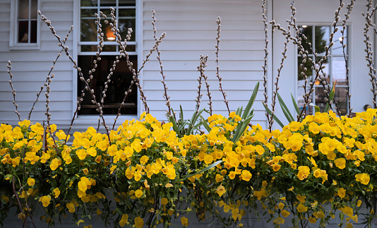 Yellow Nemesia flower heads and willow tree branches with buds in front of white wall, home outdoor decoration