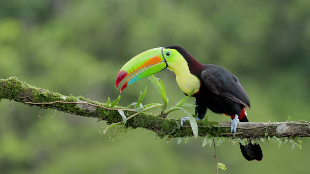 istock keel-billed toucan wipes its beak on a branch 1497023463