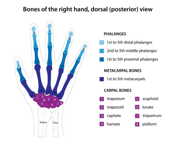 Right Hand Label 250+ Hand Bone Diagram Stock Photos, Pictures & Royalty-Free Images ...
