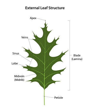 External Leaf Structure Stock Illustration - Download Image Now ...