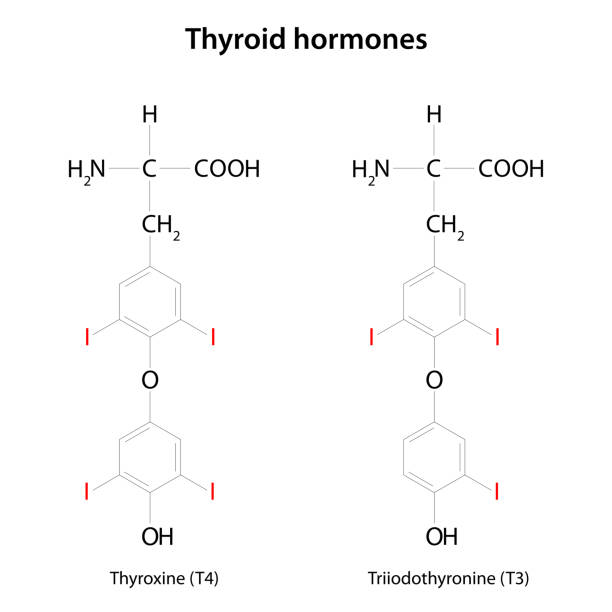Thyroid hormones: thyroxine (T4) and triiodothyronine (T3). The thyroid gland produces several hormones that play crucial roles in regulating metabolism and growth. The main hormones produced by the thyroid gland are thyroxine (T4) and triiodothyronine (T3). These hormones are responsible for controlling the body's energy expenditure, maintaining body temperature, and supporting normal growth and development. colloid stock illustrations