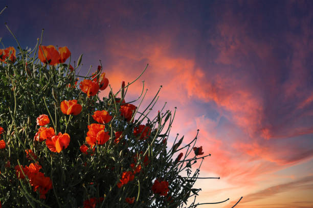Papaveraceae flower on background. Papaver rhoeas