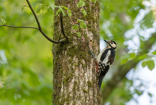 Male great spotted woodpecker (Dendrocopos major) climbing on a tree trunk.