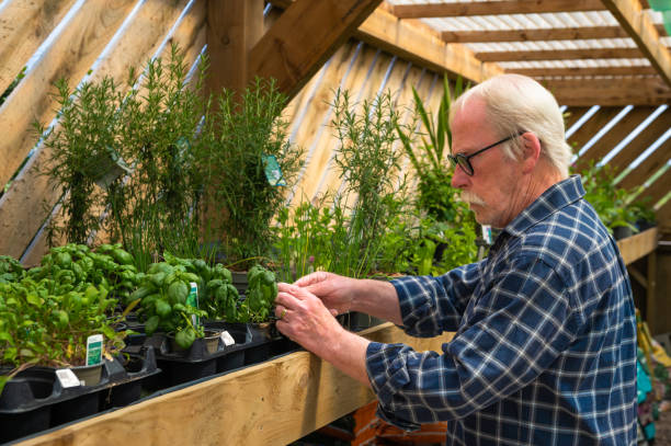 istock Senior man looking at plants in a garden centre 1497025563