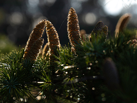 Beautiful little pine cones sitting on a branch back lit by light