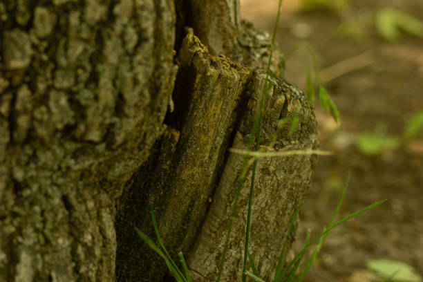 Old damaged tree in the park.