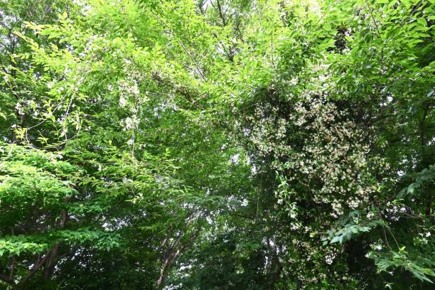 istock Japanese star jasmine ( Trachelospermum asiaticum ) flowers. 1497029952