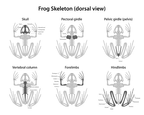 The skeleton of a frog is comprised of bones internally, including the skull, vertebral column, and rib bones, providing structure and protection to its vital organs.