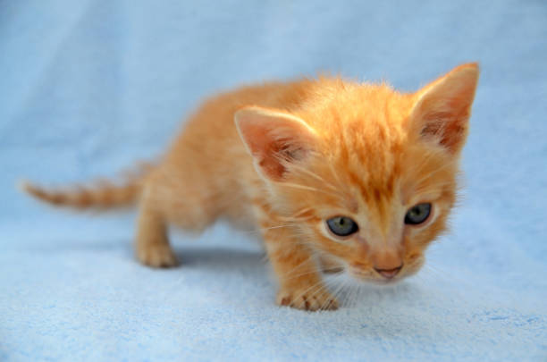 A curious little red cat with blue eyes
