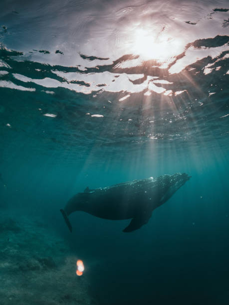 istock A wonderful sight for a baby whale 1497031410
