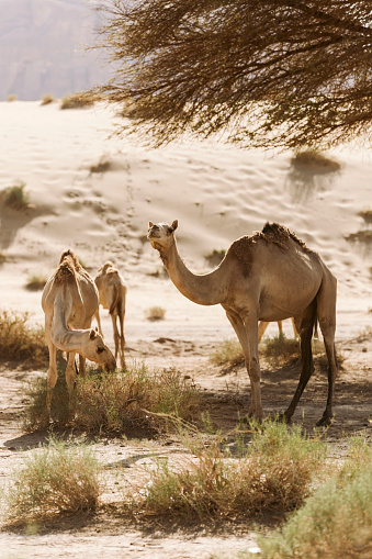 Camel (Camelus bactrianus) isolated on white background