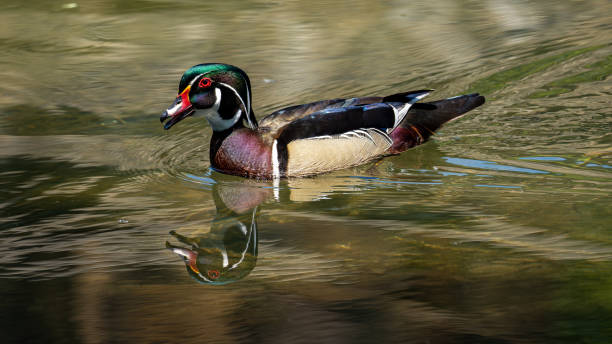 istock Colorful Duck with Reflection in Water 1497031539