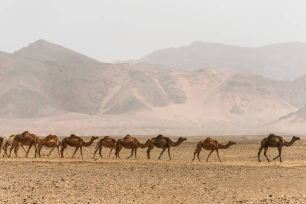 istock Camels in Saudi Arabia 1497031544