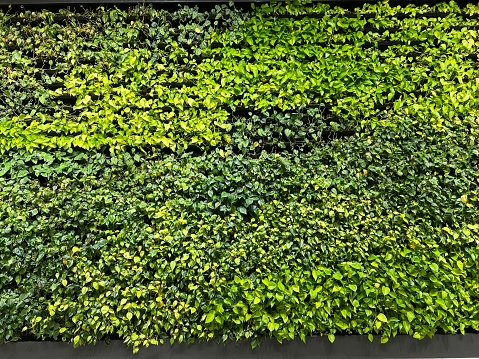 Decorative wall covered in real growing green plants