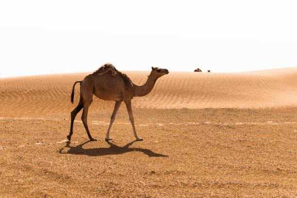 istock Desert in United Arab Emirates 1497034528