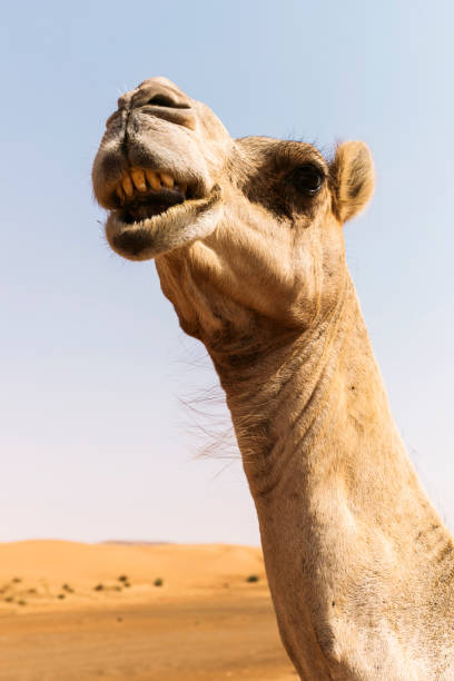 istock Desert in United Arab Emirates 1497034591