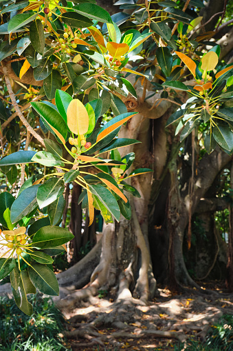 Hojas y frutos de Ficus macrophylla photo