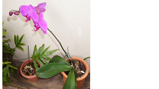 Phalaenopsis purple moth orchid with flower and some buds, captured image focus of flower in flowerpot in garden. Image on the left and on the right white-03 foto