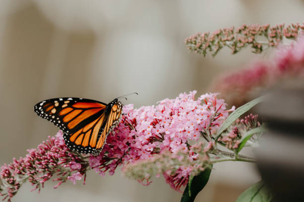 istock Monarch Butterfly on Butterfly Bush Flower 1497035540