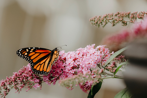 A beautiful monarch butterfly, feeding on the flowers of a butterfly bush.
