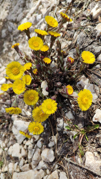 istock Yellow flowers in the natural environment 1497035754