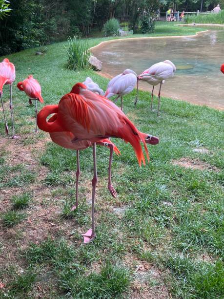 istock Strange birds flamingos 1497037884