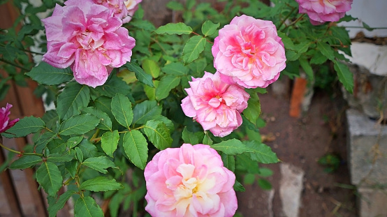 plantas de rosas Las rosas de jardín son predominantemente rosas híbridas que se cultivan como plantas ornamentales en jardines públicos o privados. photo