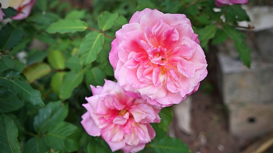 plantas de rosas Las rosas de jardín son predominantemente rosas híbridas que se cultivan como plantas ornamentales en jardines públicos o privados. photo